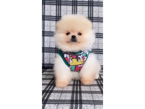 Pomeranian boo ayı yüz