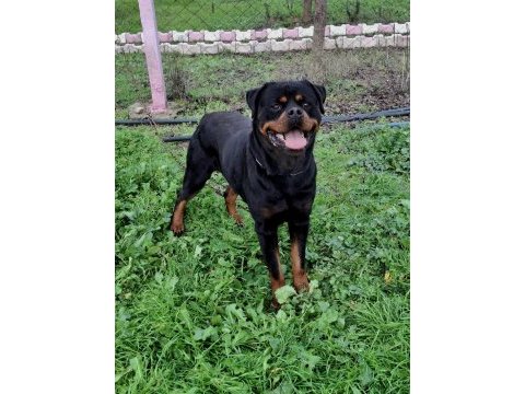 A şecereli üretim izinli korumacı erkek rottweiler