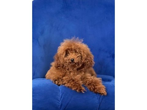 Erkek toy poodle