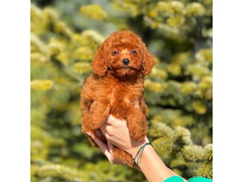 Erkek toy poodle tarçınımız