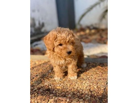 Baby yavrular yeni yuvalarını bekliyor toy poodle