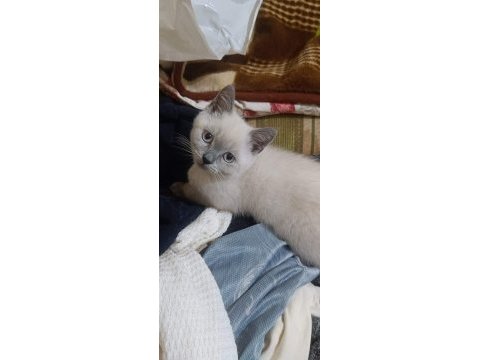 Çok akıllı kucak kedisi sevgi manyağı yavrularımız