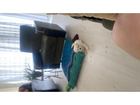 2 aylık erkek maltese terrier