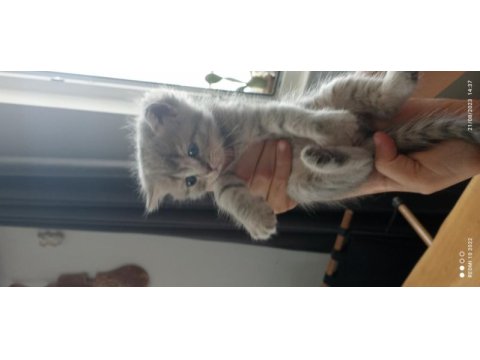 Scottish fold yavru