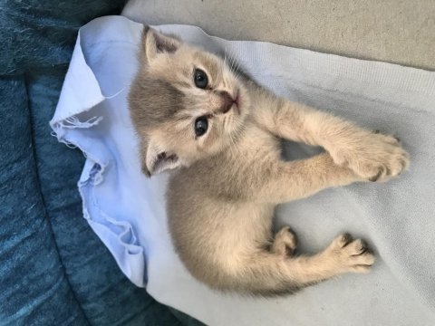 1 aylık yavru scottish fold