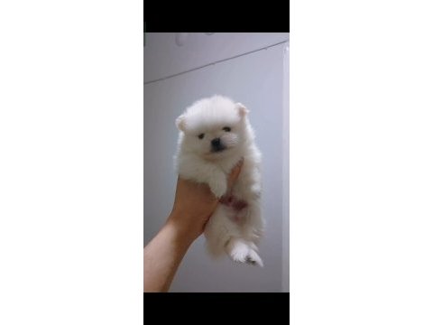 Pomeranian boo beyaz erkek