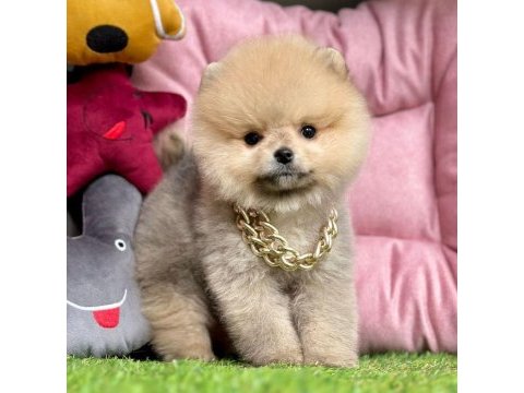 Sevimli pomeranian boo yavrularımız