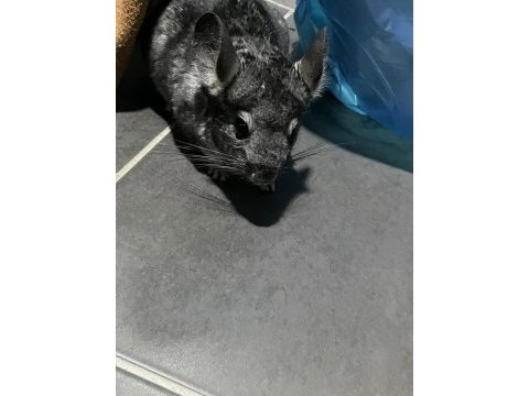 Chinchilla 4 aylık