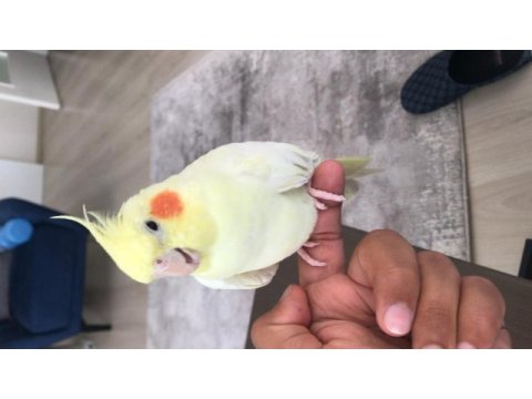 Ele alıskın konuşan yeni eşleme sultan papaganı