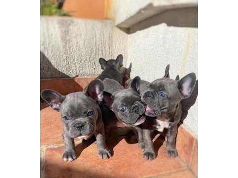 French bulldog yavruları