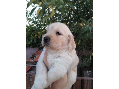 Golden retriever yavrularımız ırk garantilidir