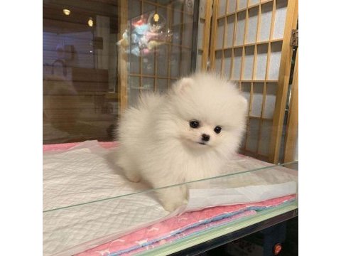 Muhteşem güzellik pomeranian köpekler