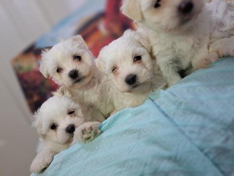 Orjinal maltese yavrularımız