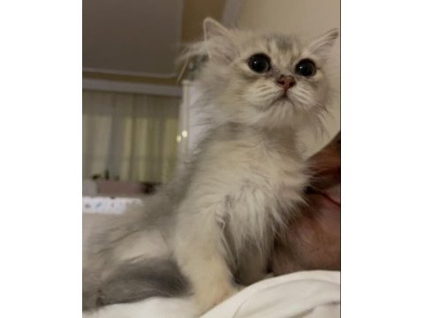 2 aylık british longhair bebeğimiz