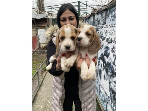 Sağlık ve ırk garantili safkan beagle yavrularım