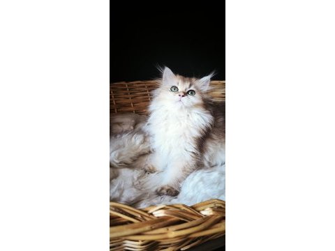 3 buçuk aylık dişi british longhair