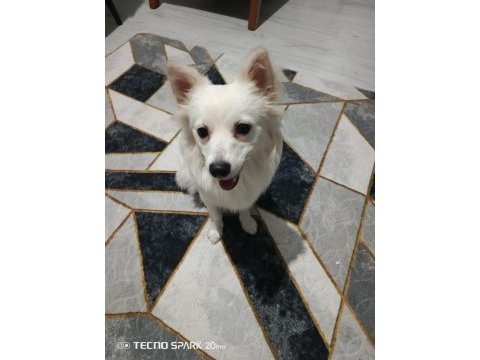 Bella isimli dişi köpeğimize yuva arıyorum ücretli
