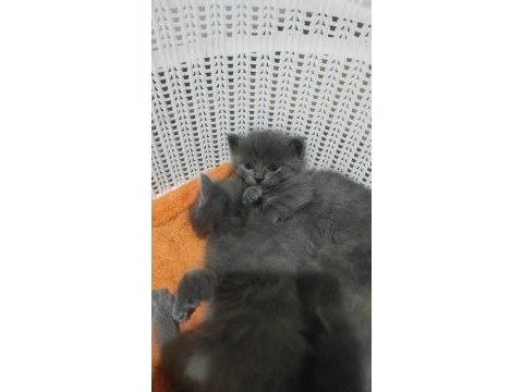 Russian blue kedimiz ev arıyor