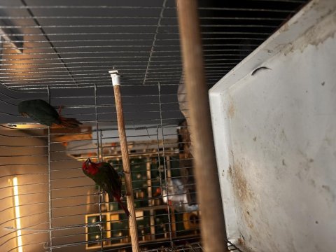Parrot finch