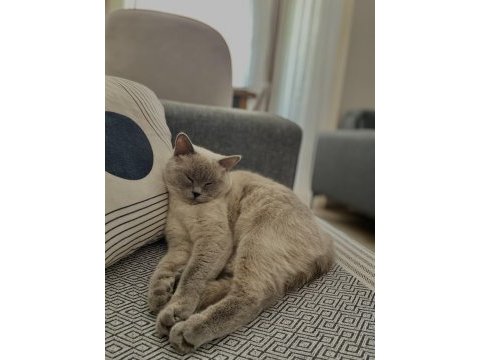 2 yaşında british shorthair dişi kedimiz