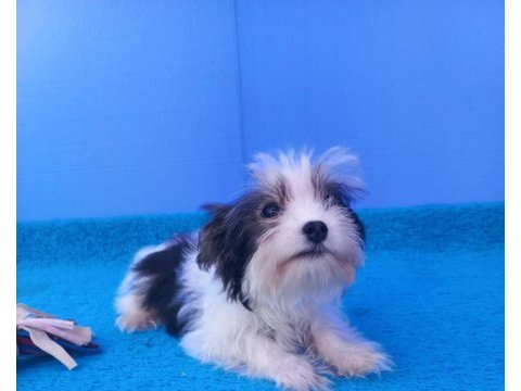 Nese kaynagi morkie yavrularımiz