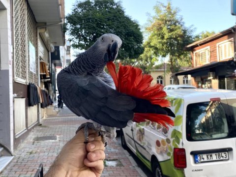 200 kelime konuşan geveze jako papağanı