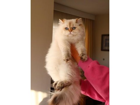 Full şecereli dişi british longhair