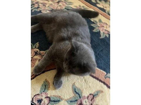 Kedimiz dumanla gümüş sahiplendirilecektir