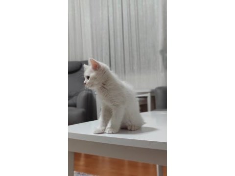 10 ağustos itibariyle 60 günlük british shorthair yavrular