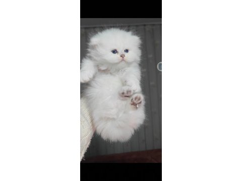 British longhair kedisi