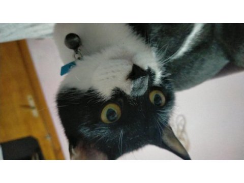 Ücretsiz kedi sahiplendirme