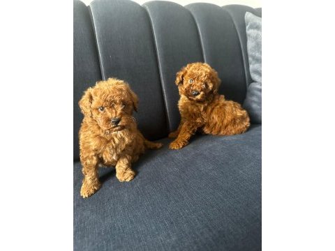 Toy poodle safkan