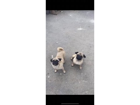 2 adet genç damızlık pug mops dişiler