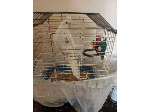 Albino sultan papağanı