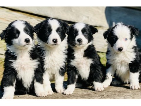 A şecereli anne babadan border collie yavrular kapıda öde