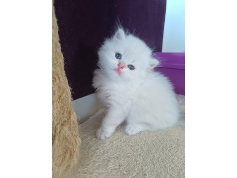 Muhteşem güzellikte golden blue point british longhair