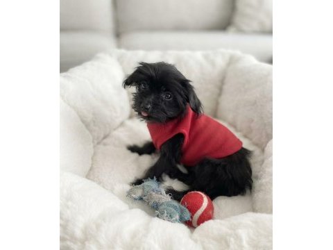 Hiç büyümeyecek minik yavru köpeğimiz