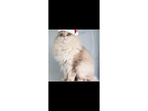 Cinnamon taşıyıcı british longhair