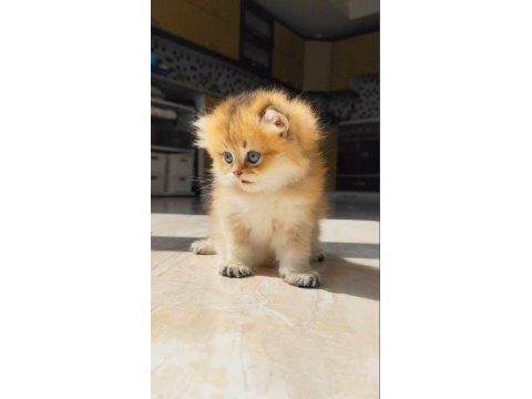 Küçük british longhair aslana yuva arıyoruz