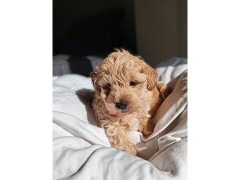 Irkının en güzeli dişi maltipoo bebeğim