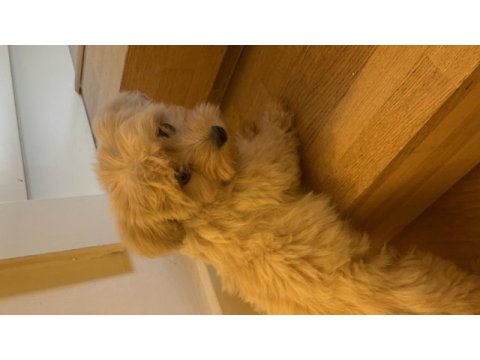 Yavru köpeğimi sahiplendirmek istiyorum maltipoo