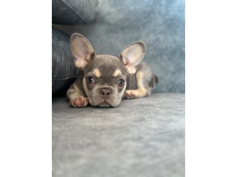 Kaliteli lilac tan french bulldog bebek