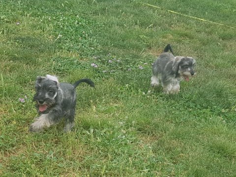 Secereli schnauzer yavrular