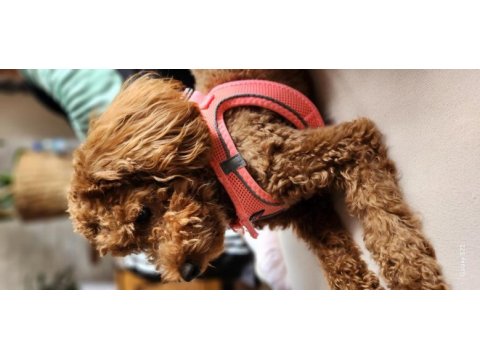 18 aylık dişi toy poodle