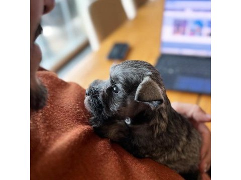 Fcı şecereli miniatute schnauzer yavruları