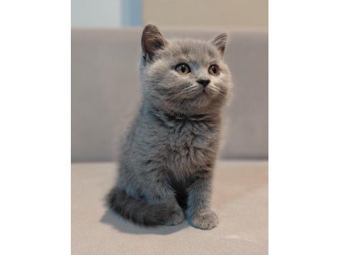 British shorthair erkek yavrumuz