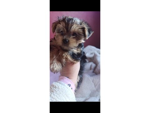 Teacup yorkshire terrier yeni yıl şekeri