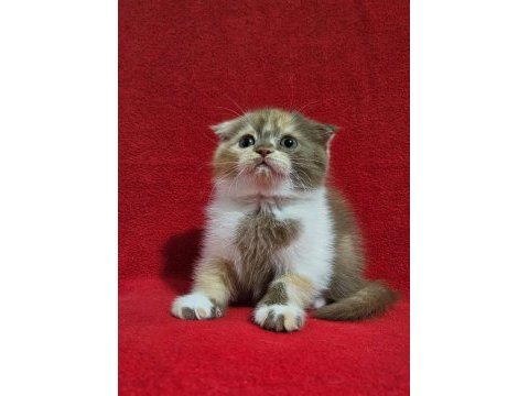 Muhteşem scottish fold bebekler