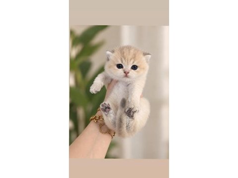 Ay11 erkek british shorthair