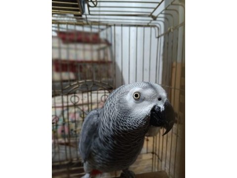 Evcil erkek jako papağanı
